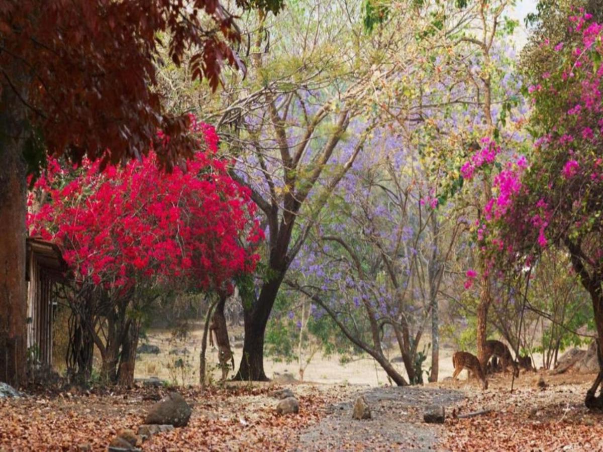 מלון מסינאגודי Jungle Hut מראה חיצוני תמונה